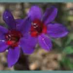 Babiana rubrocyanea