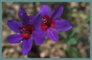 Babiana rubrocyanea