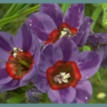 Babiana rubrocyanea — wine cup