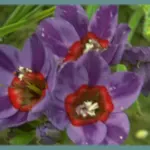 Babiana rubrocyanea — wine cup