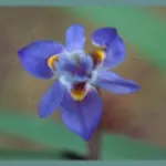 Moraea saxicola