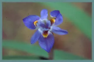 Moraea saxicola