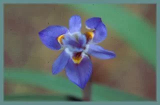 Moraea saxicola