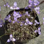 Moraea saxicola — Moraea