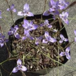 Moraea saxicola — photo 2