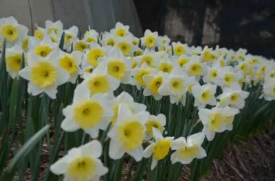 Narcissus hybride Icefollies /100b