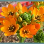 Ornithogalum dubium