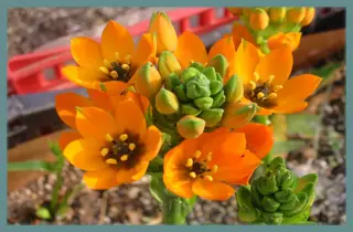 Ornithogalum dubium