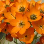 Ornithogalum dubium — Ornithogalum