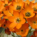 Ornithogalum dubium — Ornithogalum