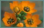 Ornithogalum dubium — dubium