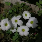 Oxalis ambigua