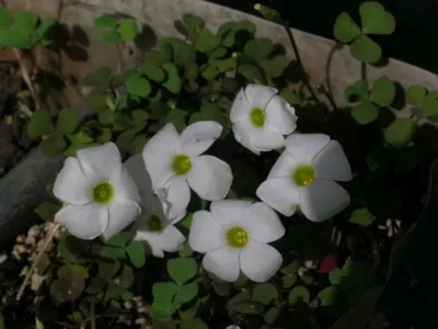 Oxalis ambigua
