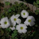 Oxalis ambigua