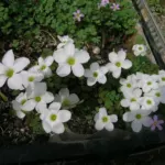 Oxalis ambigua — Oxalis