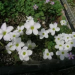 Oxalis ambigua — photo 2