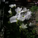 Oxalis ambigua — ambigua