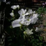 Oxalis ambigua — photo 3