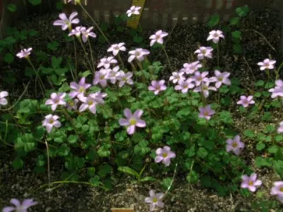 Oxalis caprina
