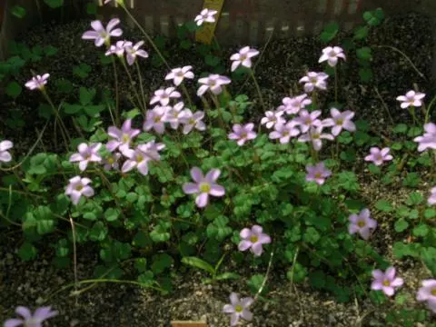 Oxalis caprina