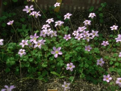 Oxalis caprina