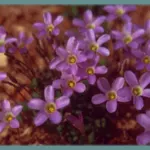 Oxalis commutata