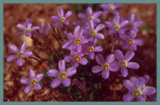 Oxalis commutata