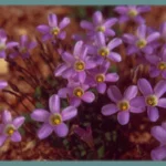 Oxalis commutata