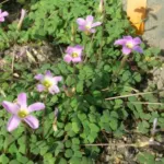 Oxalis commutata — oxalis