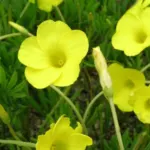 Oxalis flava jaune