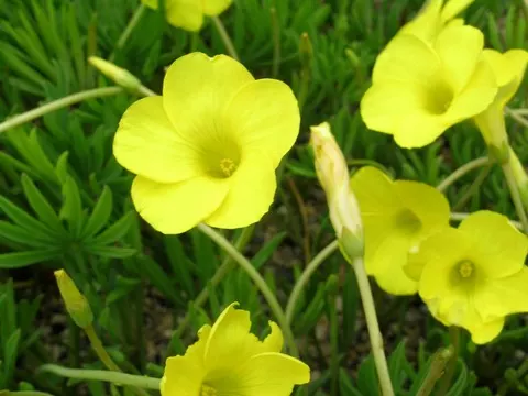 Oxalis flava jaune