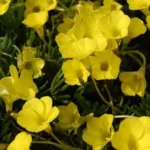 Oxalis flava jaune — Oxalis
