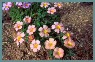 Oxalis obtusa petit, saumon orange MI11
