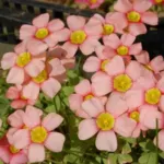 Oxalis obtusa grand, rose saumon MI08(mv5051)