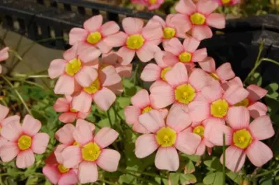 Oxalis obtusa grand, rose saumon MI08(mv5051)