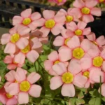 Oxalis obtusa grand, rose saumon MI08(mv5051)