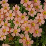 Oxalis obtusa grand, rose saumon MI08(mv5051) — oxalis