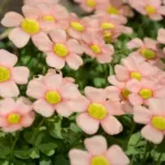 Oxalis obtusa grand, rose saumon MI08(mv5051) — obtusa