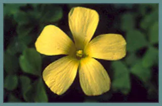 Oxalis obtusa Grand jaune pâle (MI09)