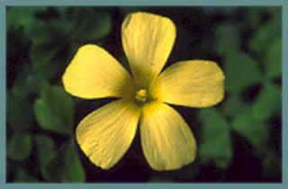 Oxalis obtusa Grand jaune pâle (MI09)