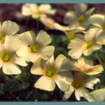 Oxalis obtusa petit jaune pâle, feuillage fin (MI13)
