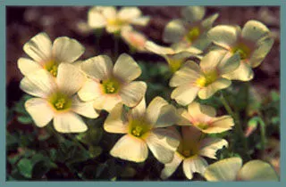 Oxalis obtusa petit jaune pâle, feuillage fin (MI13)