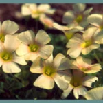 Oxalis obtusa petit jaune pâle, feuillage fin (MI13)