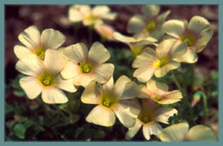 Oxalis obtusa petit jaune pâle, feuillage fin (MI13)