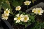 Oxalis obtusa petit jaune pâle, feuillage fin (MI13) — photo 2