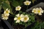 Oxalis obtusa petit jaune pâle, feuillage fin (MI13) — photo 2