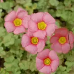 Oxalis obtusa rose vif, centre jaune (MI10)(mv6235)