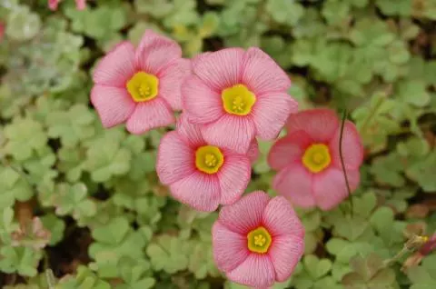 Oxalis obtusa rose vif, centre jaune (MI10)(mv6235)