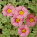 Oxalis obtusa rose vif, centre jaune (MI10)(mv6235)