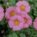 Oxalis obtusa rose vif, centre jaune (MI10)(mv6235) — photo 4